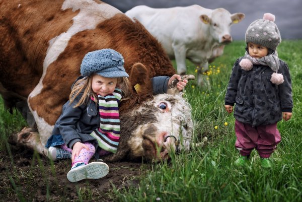 Теленок для детей