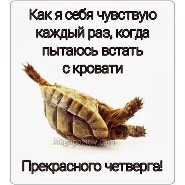 Доброе утро четверга прикольные