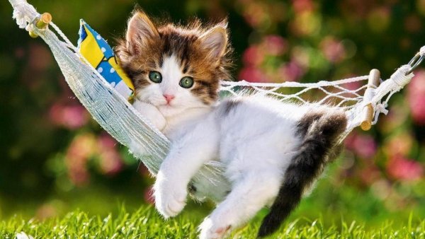 Кошка лето