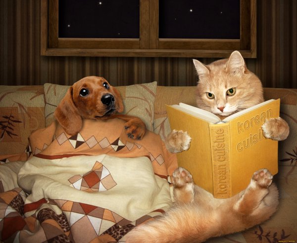 Котики и собачки приколы