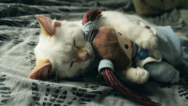 Спящие коты