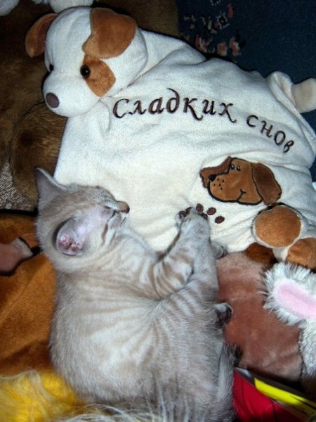 Спокойной ночи с котами