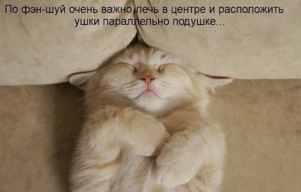 Смешной кот спокойной ночи
