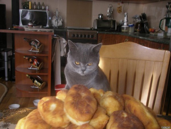 Кот ест пирожок