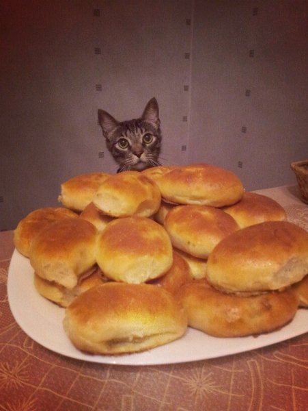 Пироги с котятами