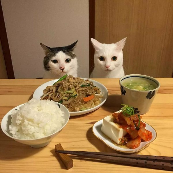 Еда для кошек