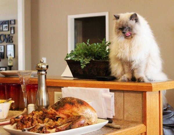 Котик с едой