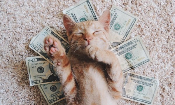 Котенок с денежкой