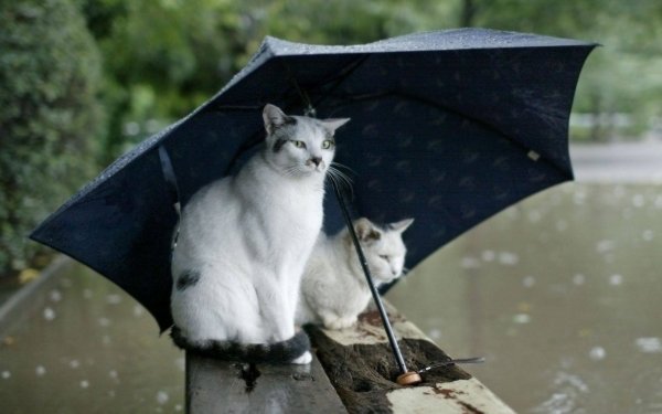 Кошка с зонтиком
