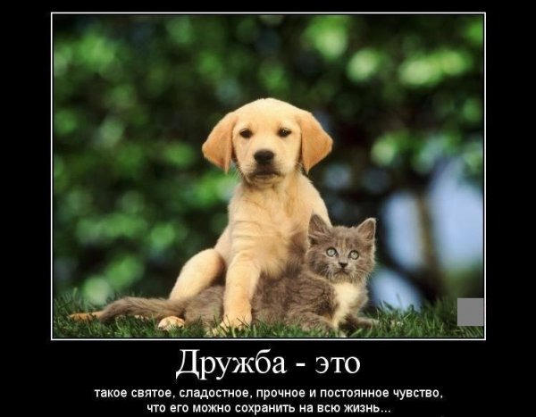 Картинки о дружбе и друзьях