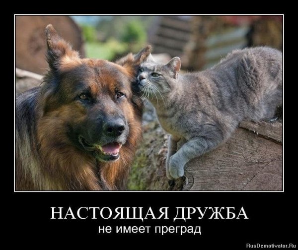 Приколы про дружбу