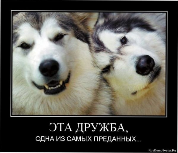 Демотиваторы про дружбу смешные