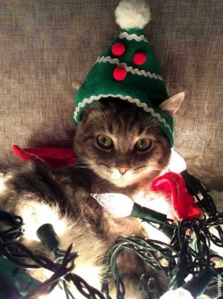 Новогодние коты