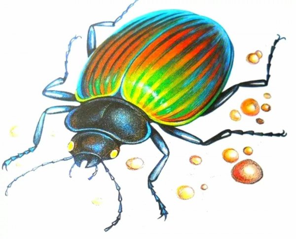 Картинка майского жука для детей в детском саду