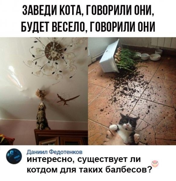 Заведи кота говорили они будет весело говорили