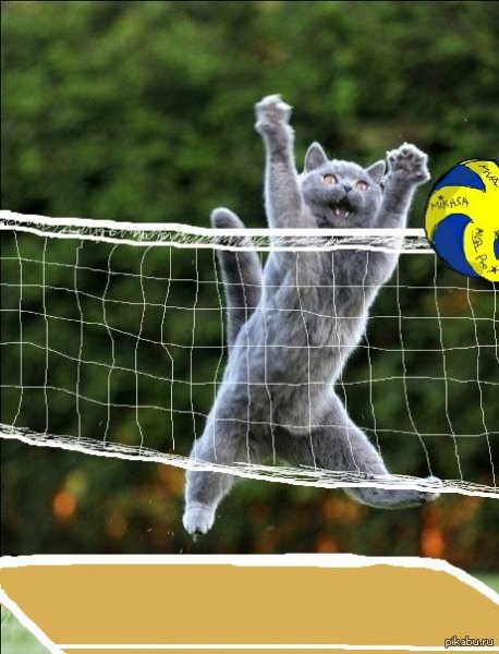 Кот с волейбольным мячом
