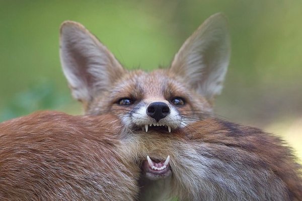 Смешные зверюшки