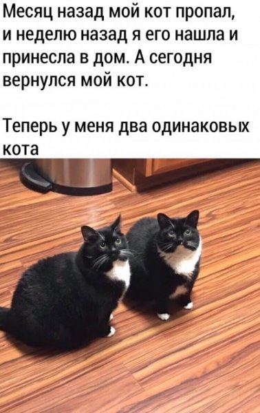 Шутки про котов