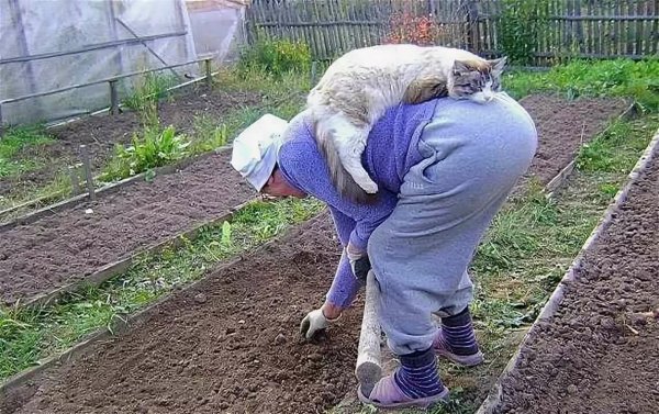 Огород юмор