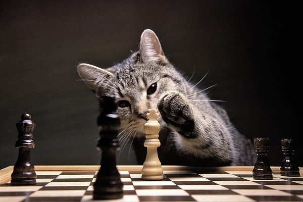 Кот шахматист