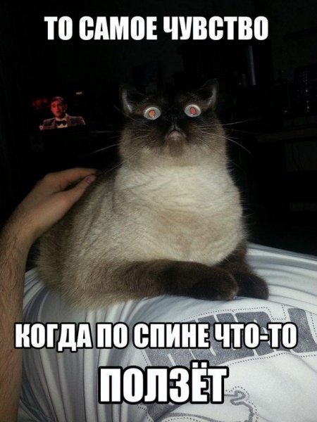 Мемы с надписями