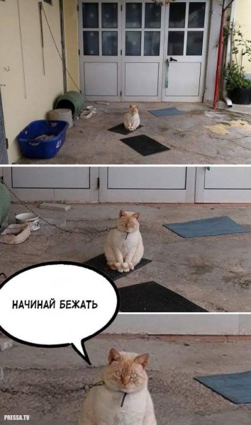 Смешные картинки с подписями