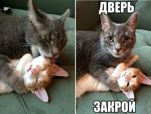 Мемы с кошками и с надписями