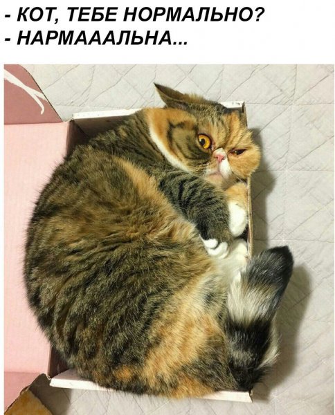 Кот с надписью