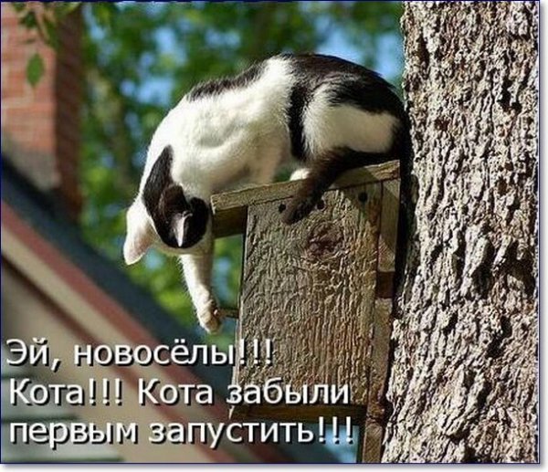 Про животных с надписями