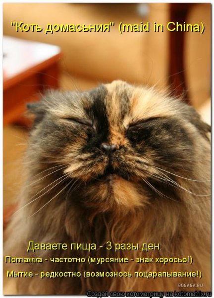Котики с надписями