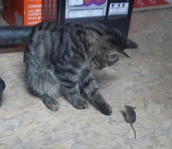 Смешные коты с подписями до слез