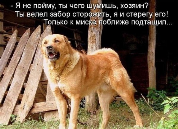 Забавные собаки с надписями