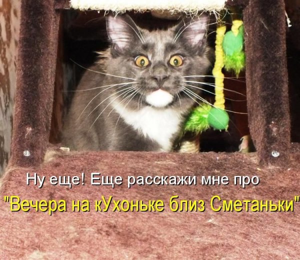 Приколы с котами с надписями