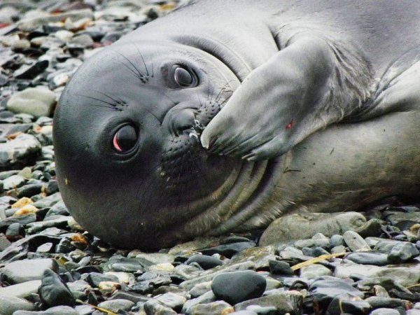 Веселые картинки с тюленями (42 фото)