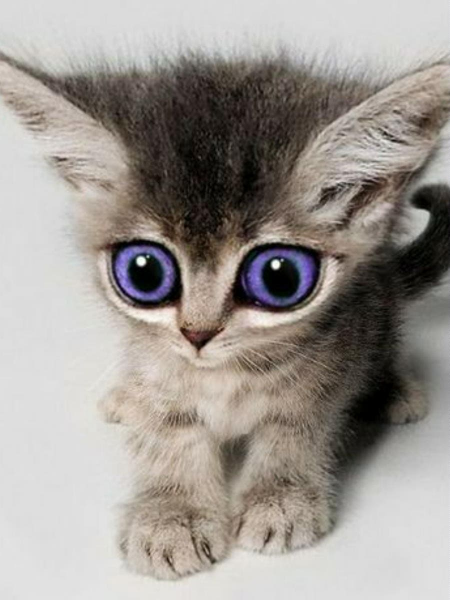 Котик с большими глазами