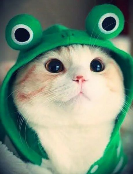 Кот в костюме лягушки