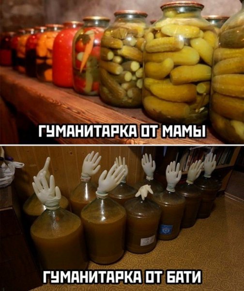 Смешные коты с надписями на даче