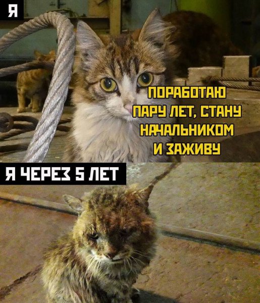 Котик простите