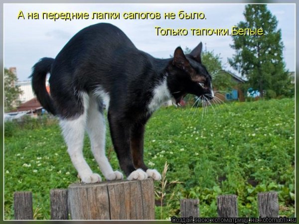 Счастливый кот