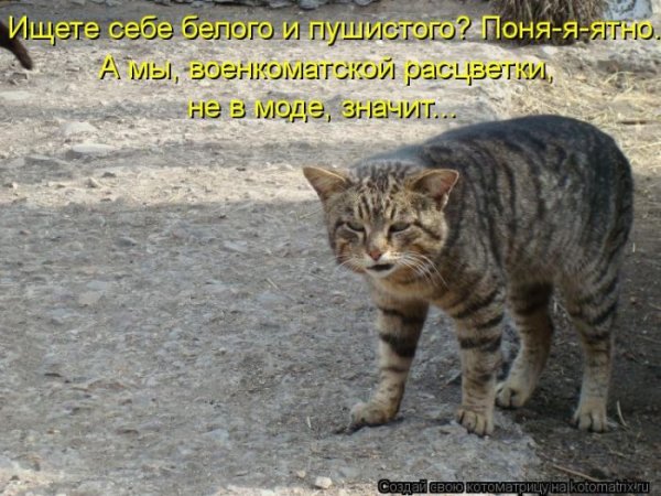 Смешные кошки фотография с подписью