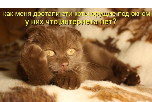 Ленивый кот