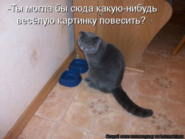 Эх кот