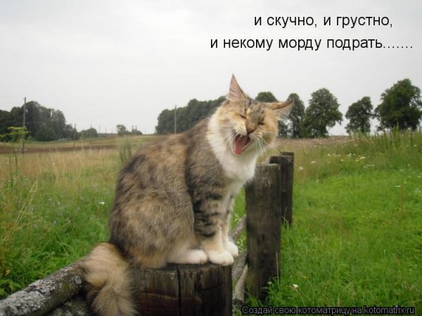 Смешные картинки про дачу и огород