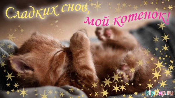 Котенок. Спокойной ночи!