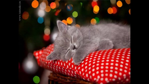 Котенок спит