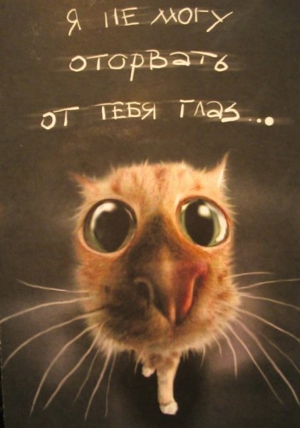 Смешные надписи на аватар