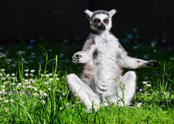Кошачий лемур узбагойся