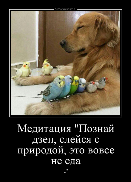 Дзен демотиваторы