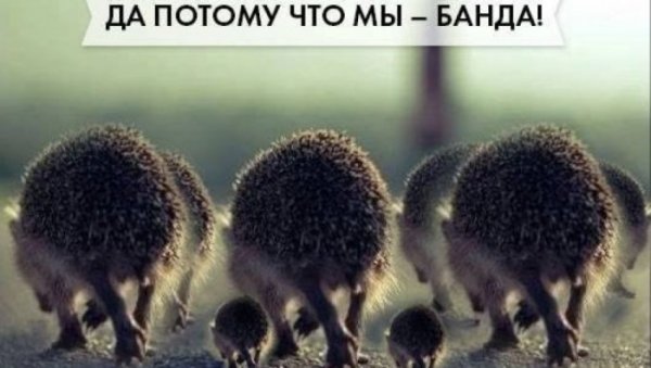 Потому что мы банда