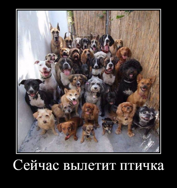 Мы банда